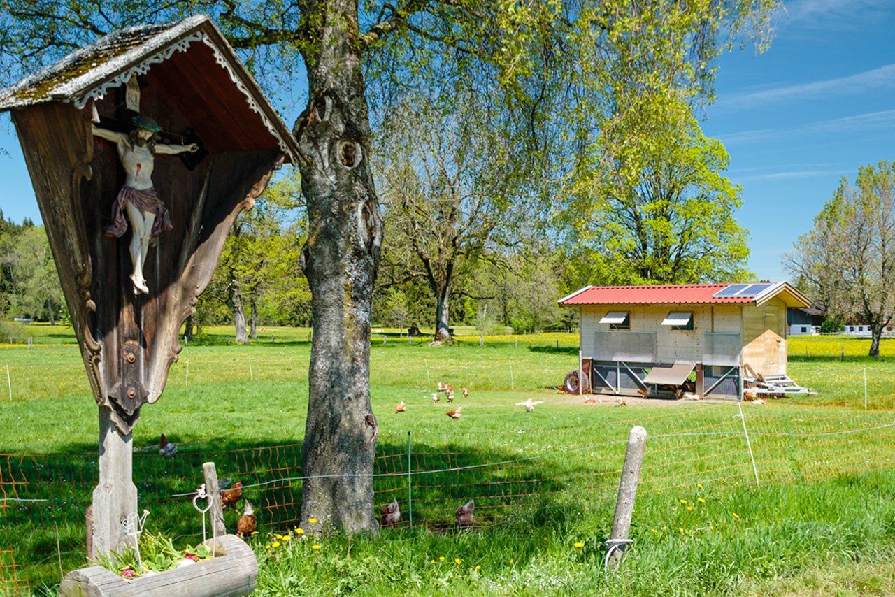 Glückliche Hühner auf der Wiese Buchberghof Tegernsee in Bayern