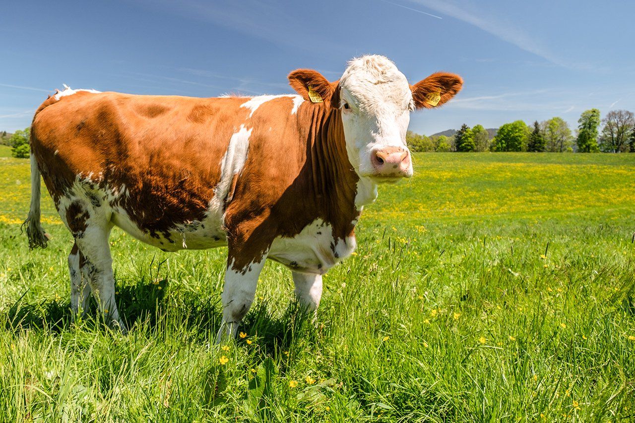 Glückliches Rind auf der Weide vom Buchberghof Tegernsee in Bayern in der Natur