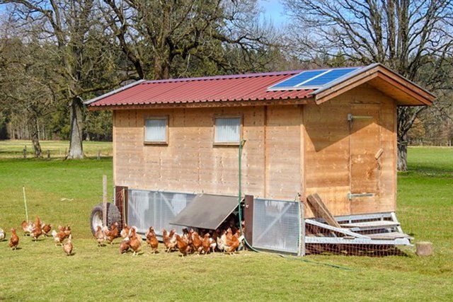 Huhniversum Auslauf glückliche Hühner am Buchberghof Tegernsee in Bayern