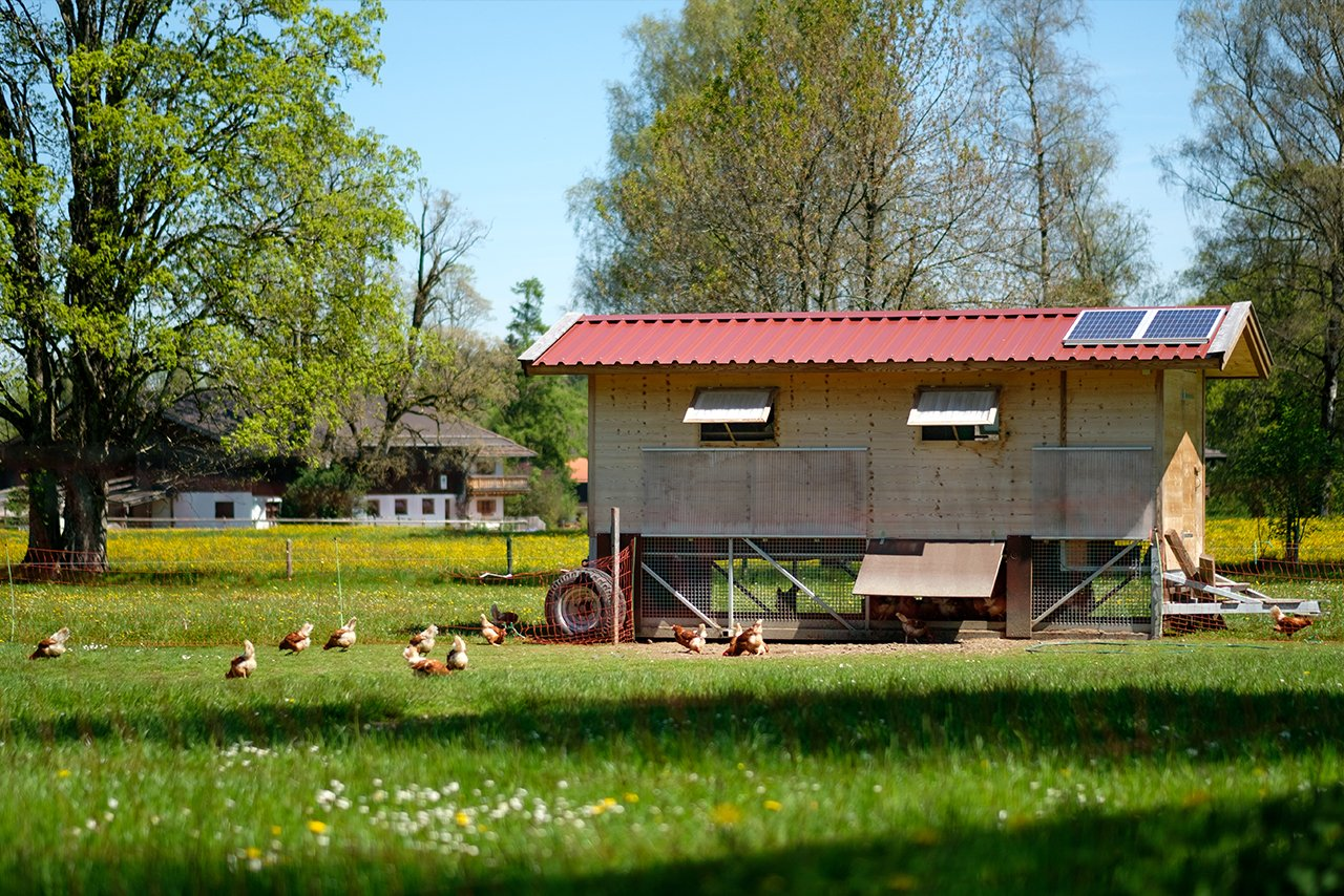 Huhniversum glückliche Hühner am Buchberghof Tegernsee in Bayern