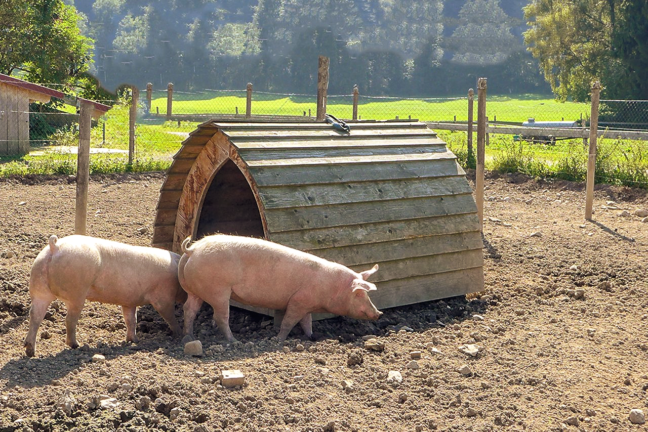 Auslauf im Freien Schweine vom Buchberghof Tegernsee in Bayern