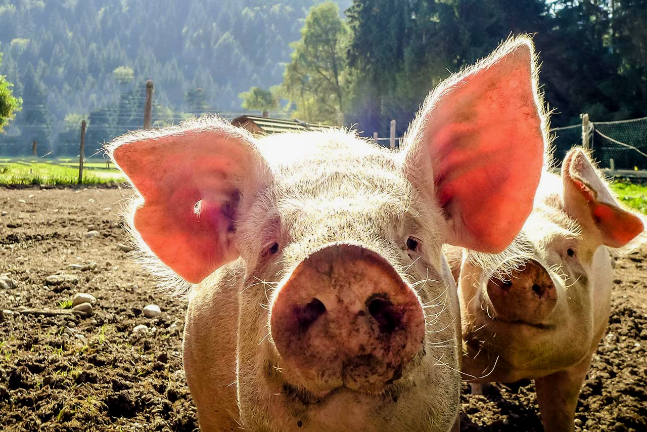 Glückliche Schweine vom Buchberghof Tegernsee in Bayern