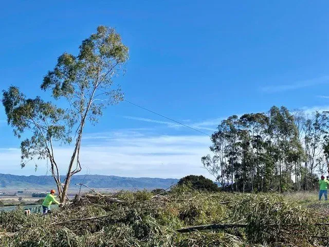 Workers cutting down trees in a field with a clear blue sky, distant hills, and fallen branches.