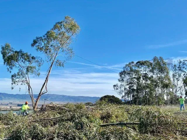 Workers cutting trees in a field under a bright blue sky.