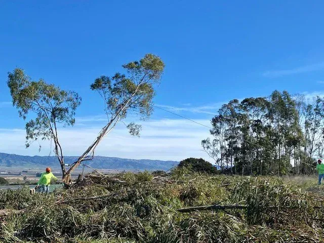 Two workers cutting down trees in a field on a sunny day.