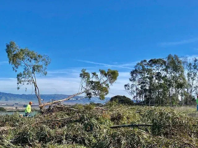 Field with fallen trees and workers under a blue sky.