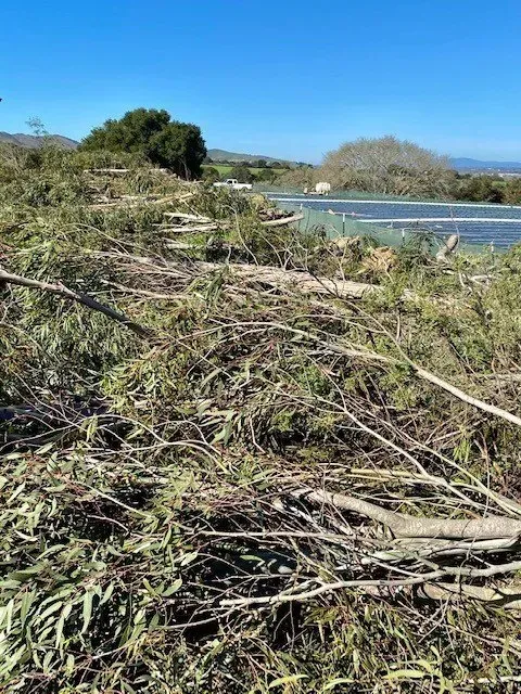 Fallen branches and debris cover ground near a body of water under a blue sky.