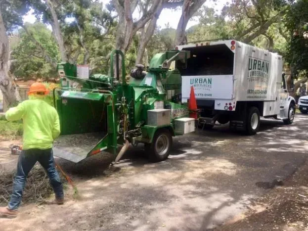 Man feeding branches into a wood chipper. A white truck with