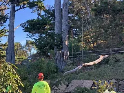Tree removal: Arborist in safety gear watches tree trunk, cut branch on the ground, setting with greenery, wooden fence, clear sky.
