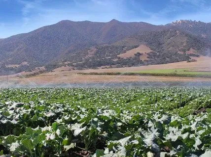 Green crop field with sprinklers, mountains in background, blue sky.