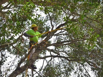 Arborist in a tree, trimming branches with a pole saw. He wears safety gear, working outdoors.