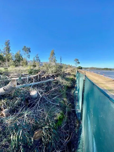 Trees felled next to a green barrier, on a shoreline under a blue sky.