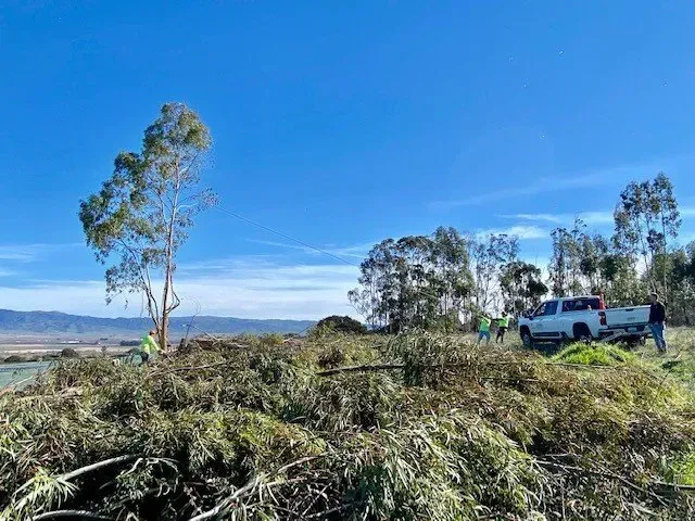 Workers clearing brush and trees in a field with a truck under a blue sky.