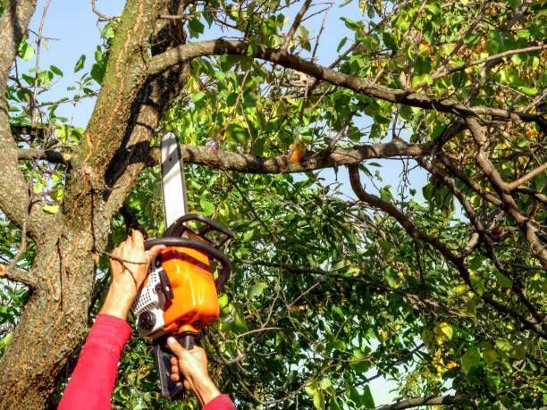 Person in red sleeves using an orange chainsaw to cut a tree branch outdoors.