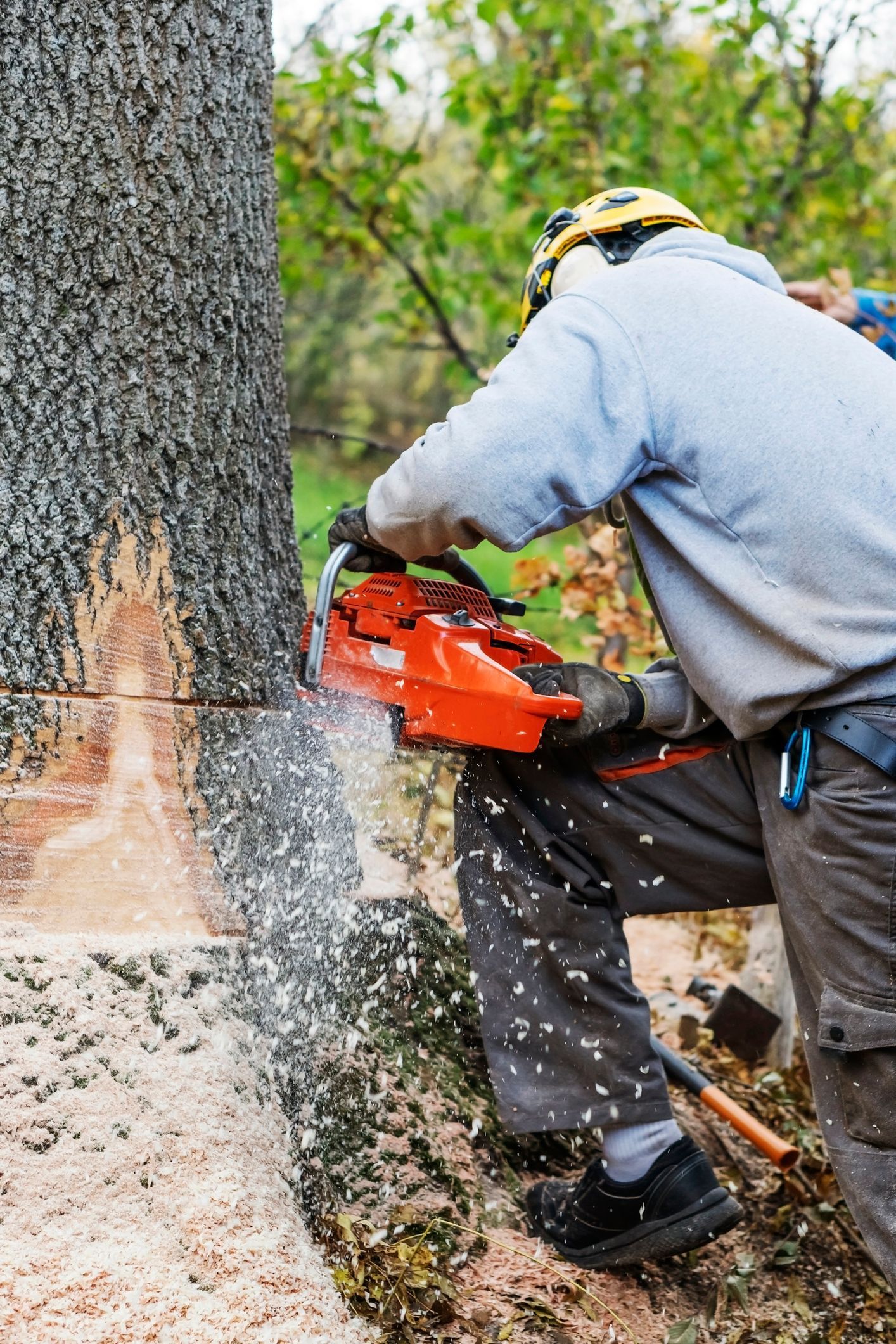 Professional tree service in Santa Cruz, CA, arborist cutting into a large tree trunk with a chainsa