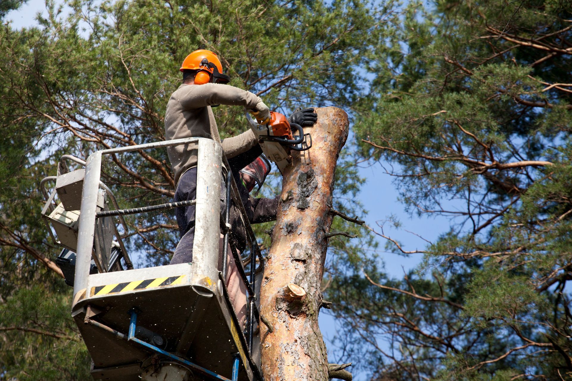 Worker cutting tree with chainsaw from aerial lift during professional tree removal.