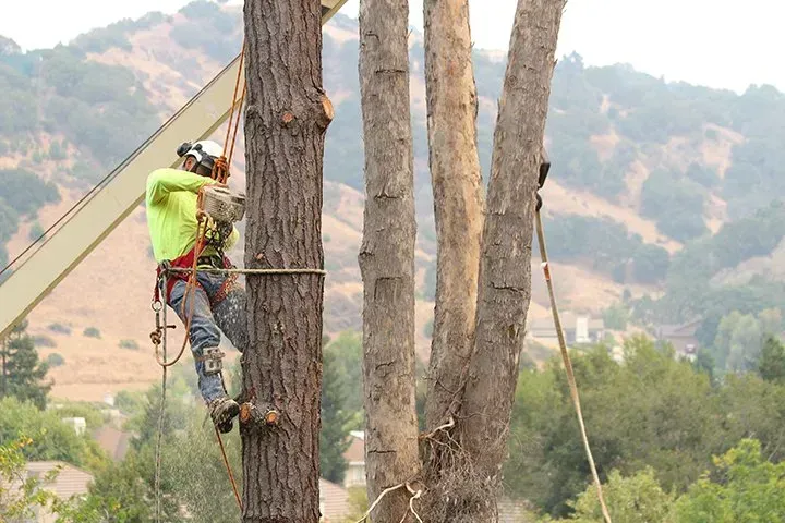 Arborist in safety gear, trimming a tall tree with ropes and tools, outdoors with hills in background.