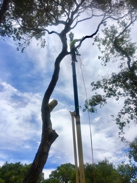 Worker in a lift trimming a tall tree against a cloudy sky.