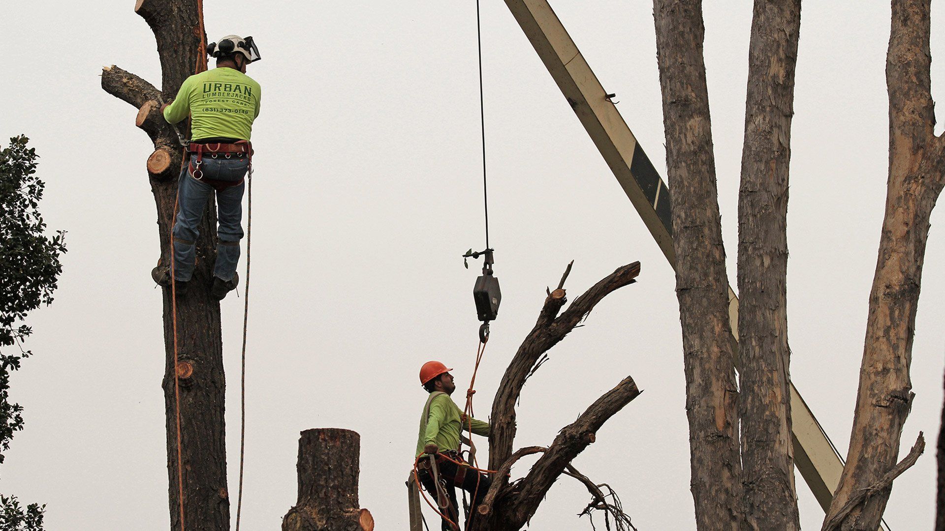 Two tree workers cutting down a tree, one aloft in the tree, the other on a branch, both with safety gear.