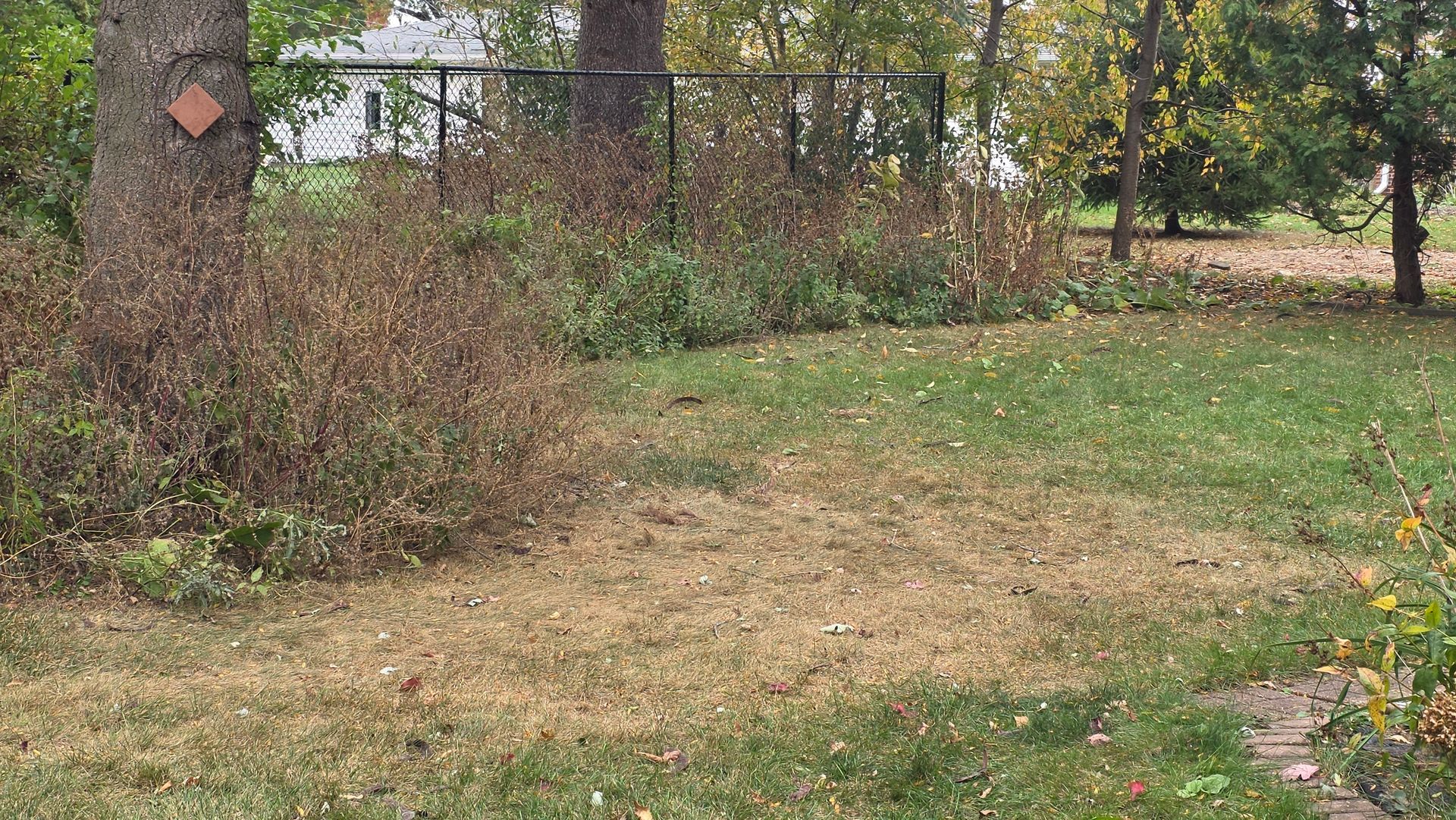Yard with brown and green grass, trees, and a fence.