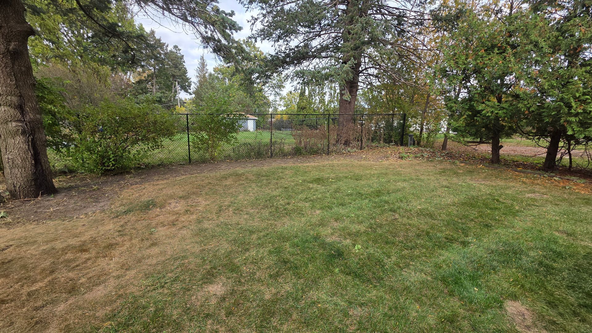 Grassy yard with scattered leaves, trees in the background, and a glimpse of a fence.