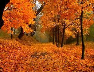 Pathway lined with trees, covered in orange autumn leaves. Sunlight filters through the colorful foliage.