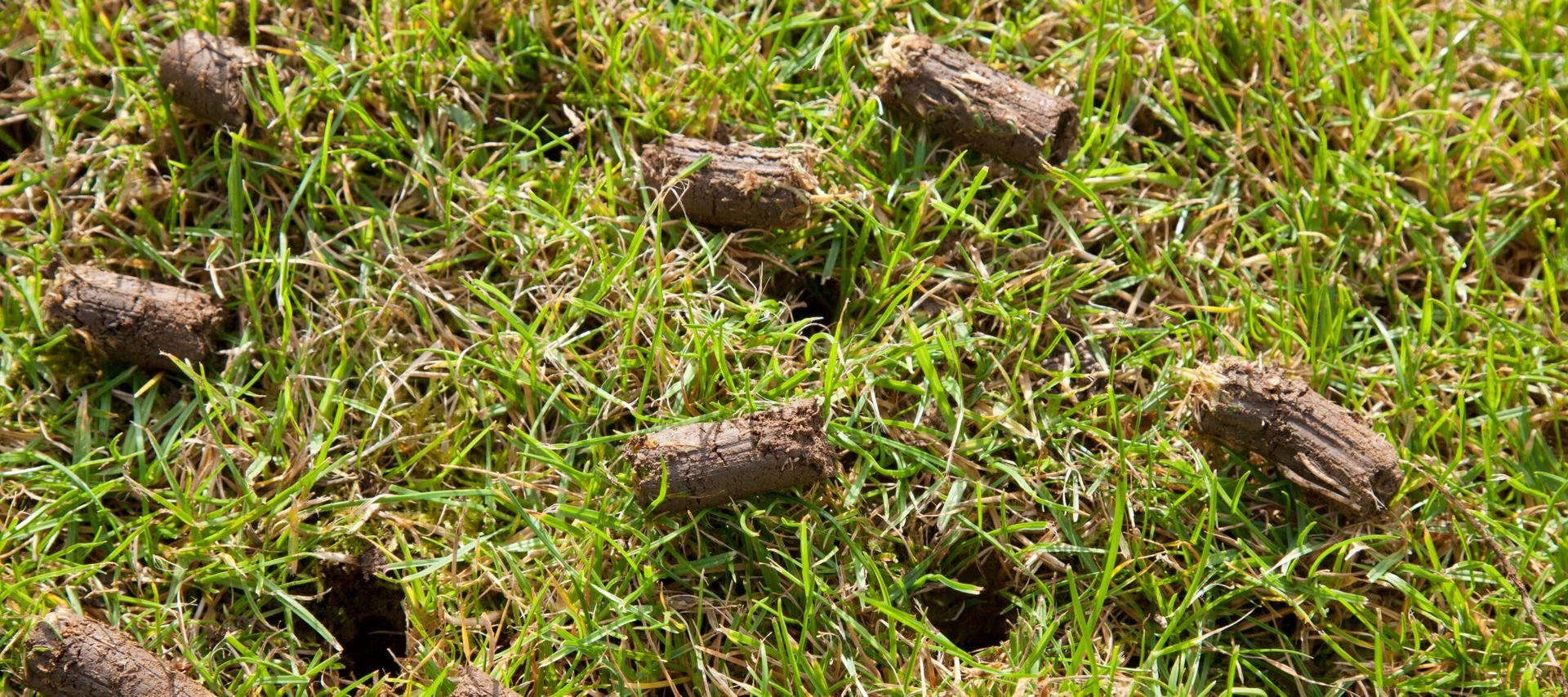 Close-up of grass with several soil plugs after lawn aeration. Green grass, brown plugs.