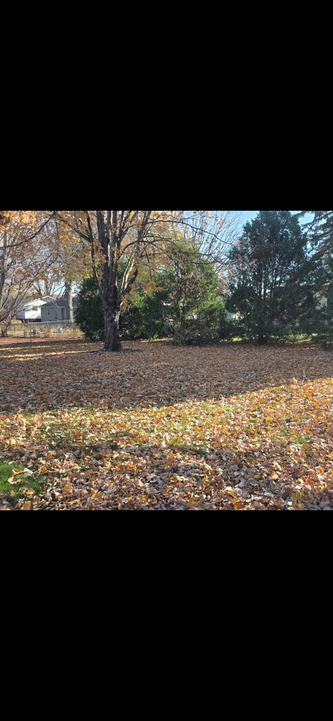 Autumn leaves cover the ground, trees in the background, a sunny day.