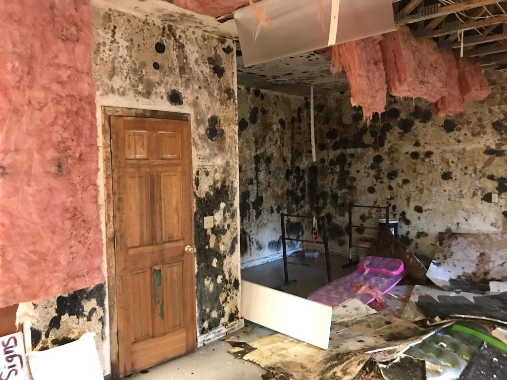 Mold-infested room with exposed insulation, door, and debris. Black and brown mold covers walls and ceiling.