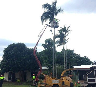 Palm deseeding — Tree Arrangements in Stratford, QLD