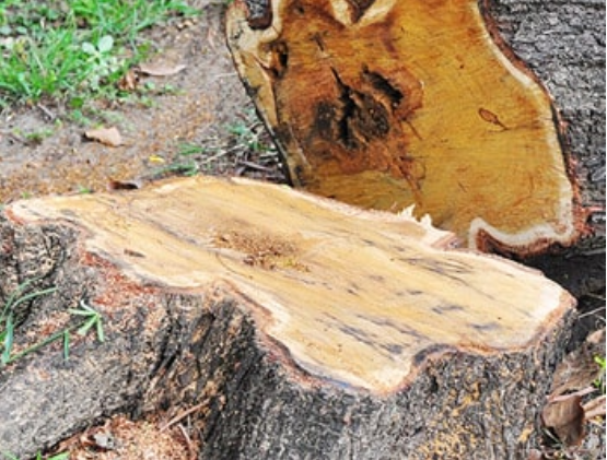 Logs — Tree Arrangements in Stratford, QLD