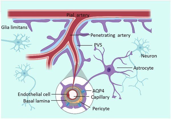 A Diagram of a Brain Showing the Endothelial Cell, Basal Lamina, and Pericyte — Your Body Revolution in Caloundra, QLD