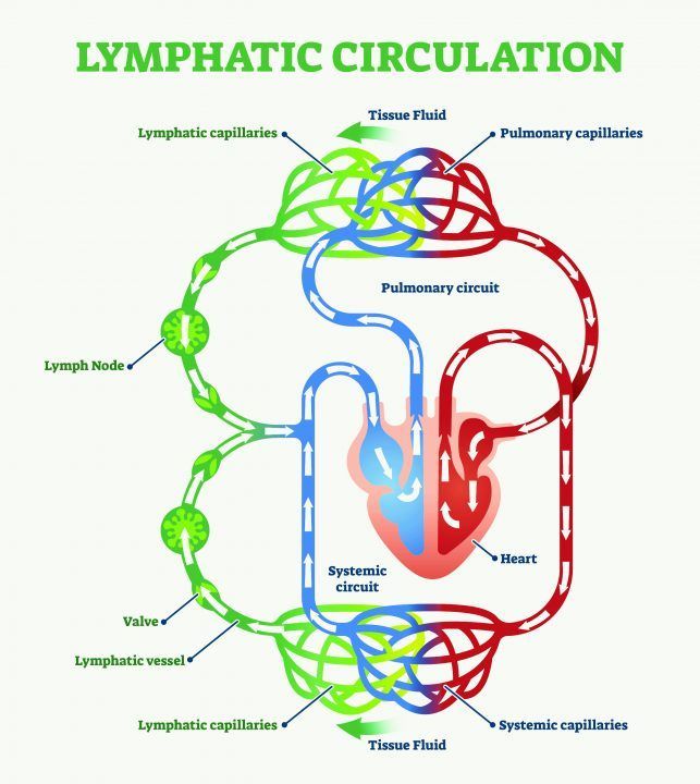 A Diagram of the Lymphatic Circulation in the Human Body — Your Body Revolution in Caloundra, QLD