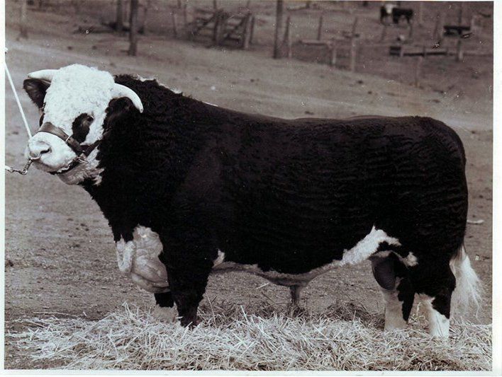 cow