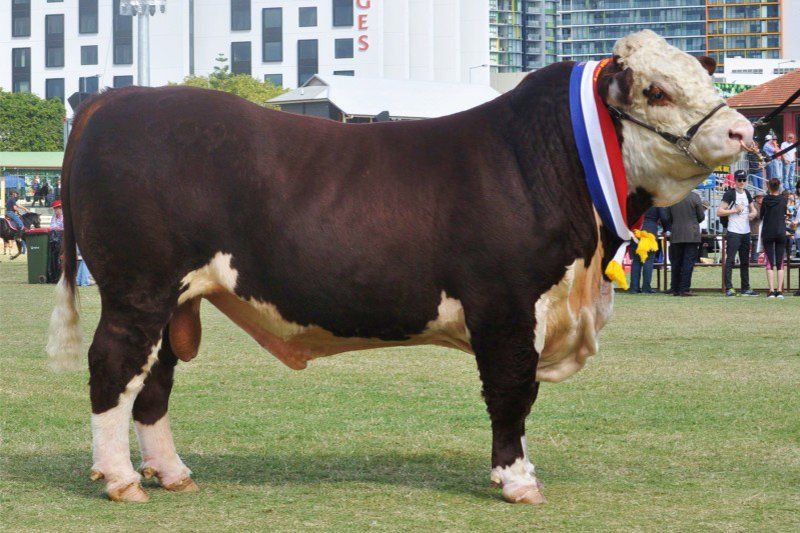 cow