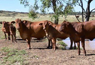 Cootharaba Beef Genes