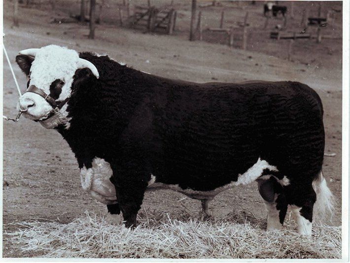 cow