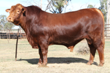 Red Breed Bull at Coothabara Beef Genes