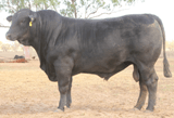 Black Breed Bull at Coothabara Beef Genes