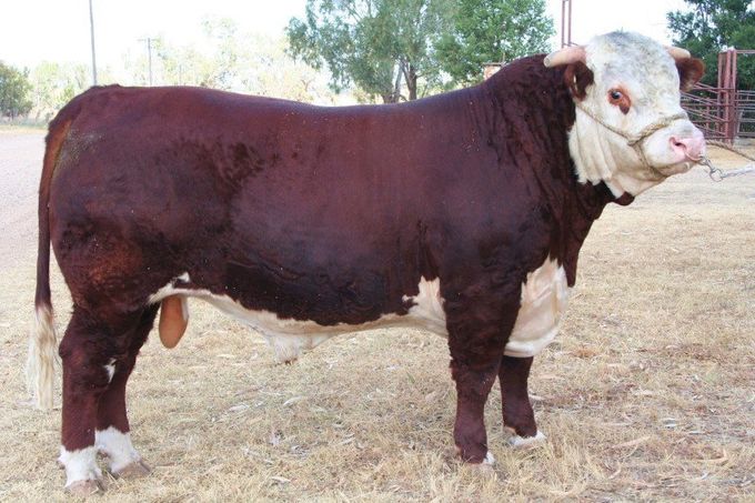 Cootharaba Herefords at Coothabara Beef Genes