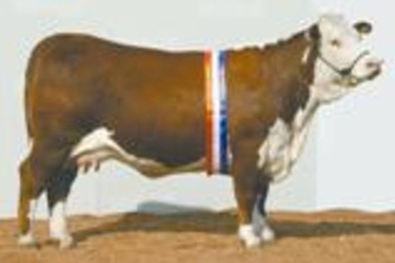 cow