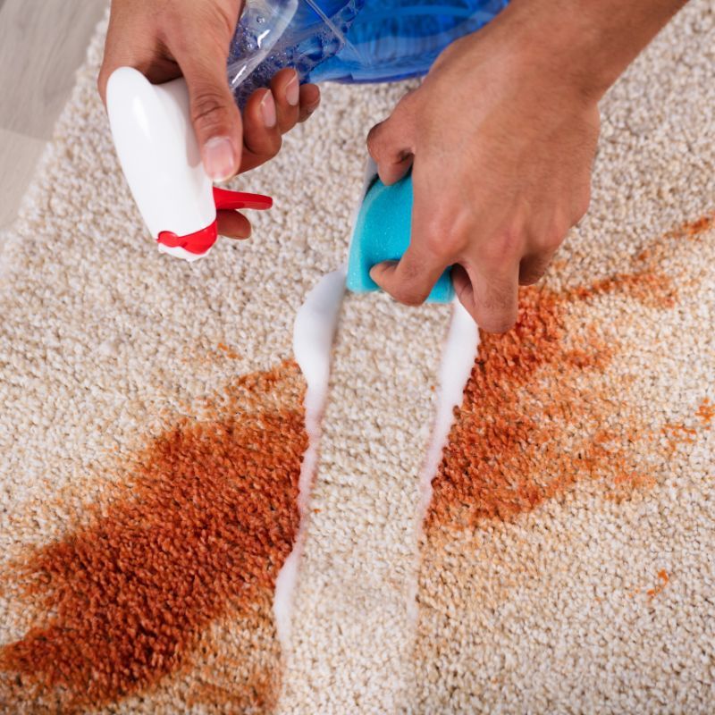 A person is cleaning a carpet with a spray bottle and a sponge