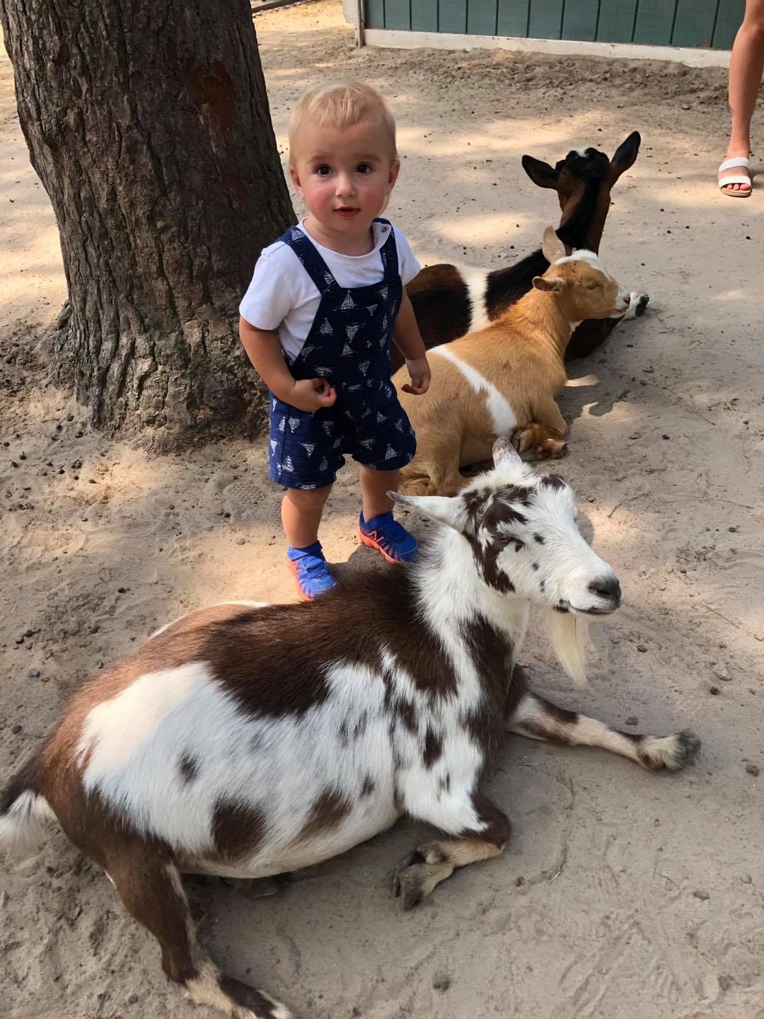 baby and goats