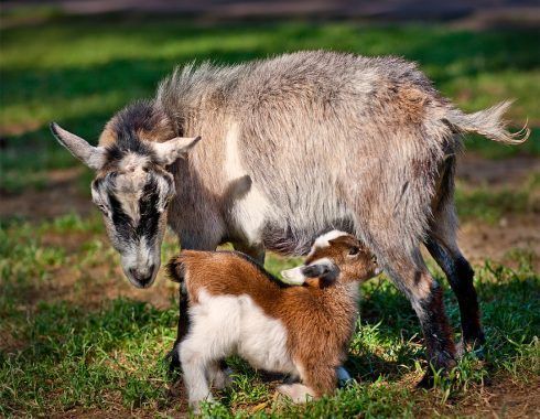 Petting Farm