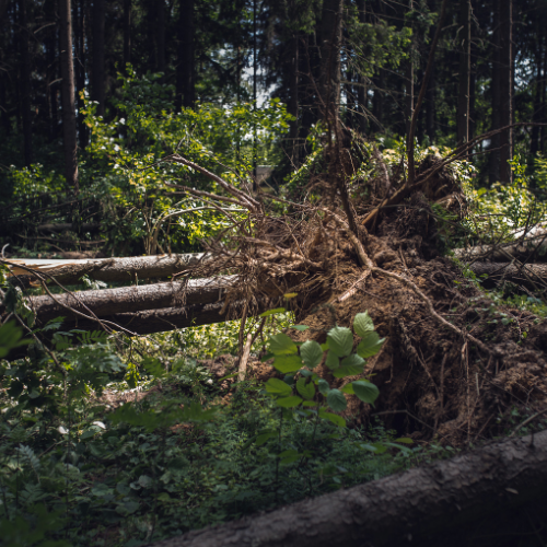 tree-service-carpentersville-illinois