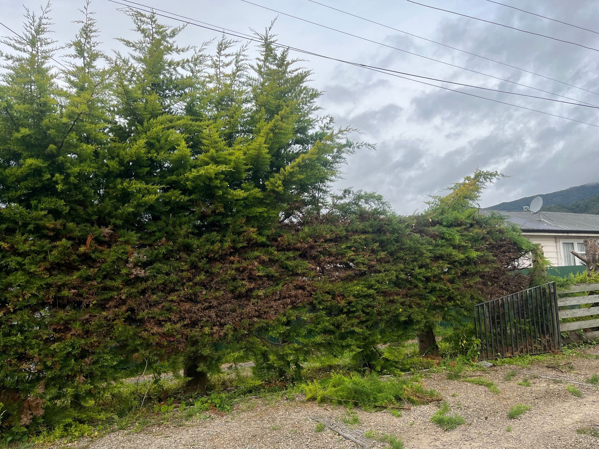 A fenced in area with trees and a house in the background