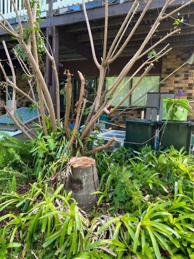 A Tree Stump In The Middle Of A Garden In Front Of A House — Noosa Tree Stump Removal In Sunrise Beach, QLD