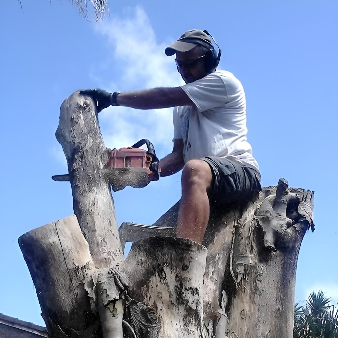 A Man Is Sitting On A Tree Stump Using A Chainsaw — Noosa Tree Stump Removal In Sunrise Beach, QLD