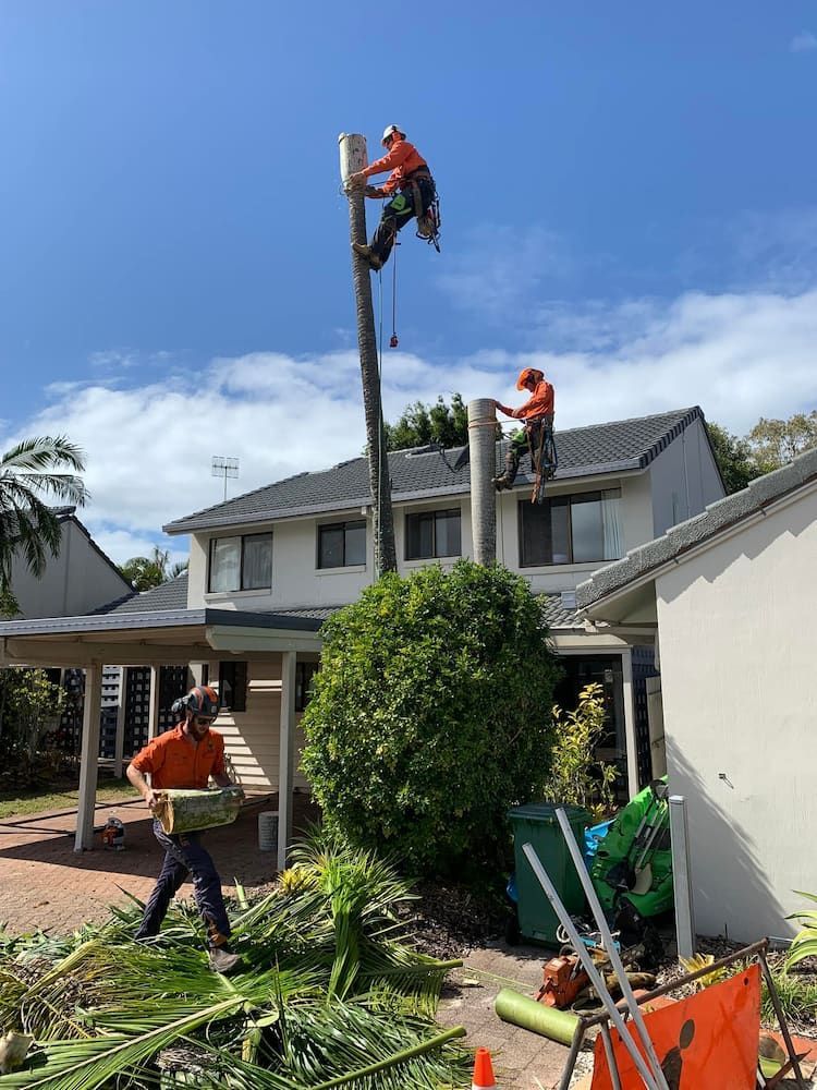 Two Men Are Climbing a Tree in Front of a House — Noosa Tree Stump Removal in Sunrise Beach, QLD