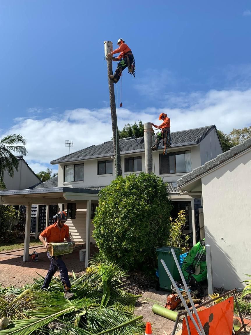 Two Men Are Climbing A Tree In Front Of A House — Noosa Tree Stump Removal In Sunrise Beach, QLD